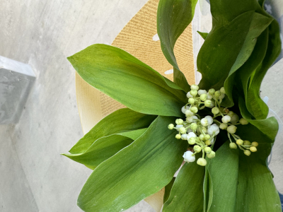 Muguet-divonne3 muguet-divonne3