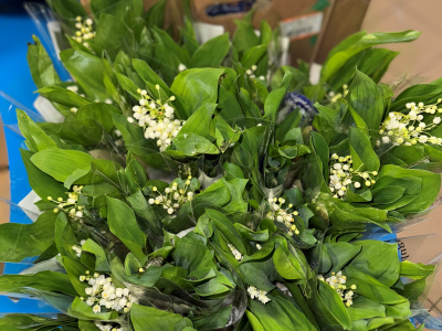 Muguet-gex-2 muguet-gex-2